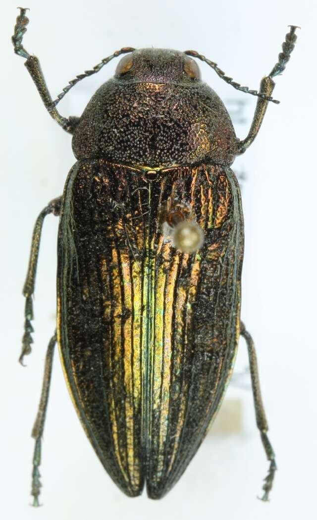 Imagem de Buprestis rustica Linnaeus 1758