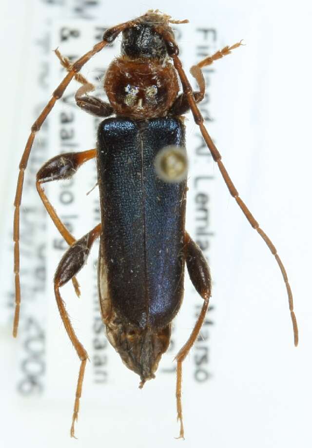 Image of Long-horned beetle