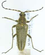 Image of Lepturobosca virens (Linné 1758)