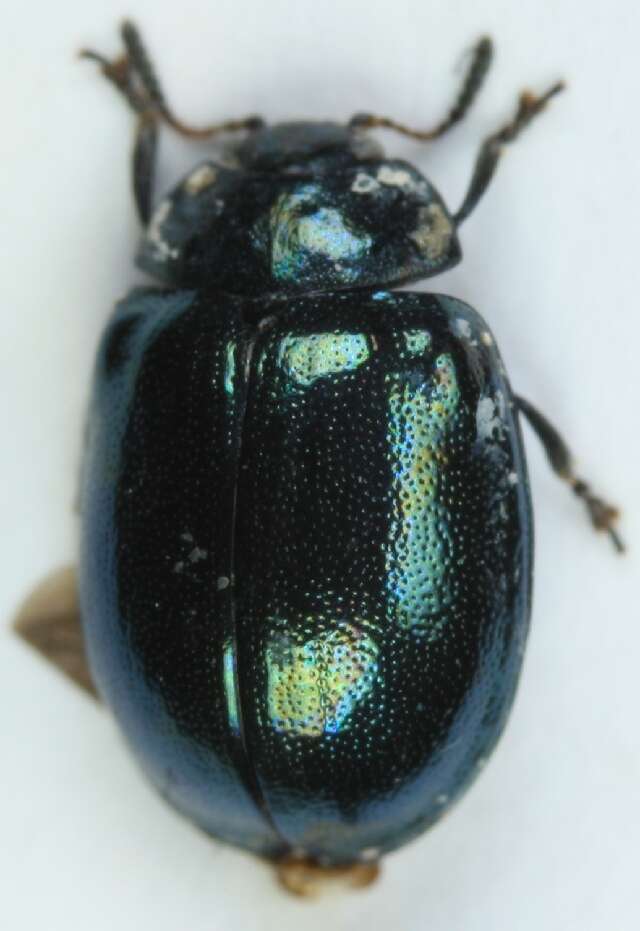 Image of willow leaf beetle