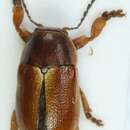 Image of <i>Cryptocephalus pini</i>