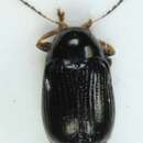 Image of <i>Cryptocephalus labiatus</i>