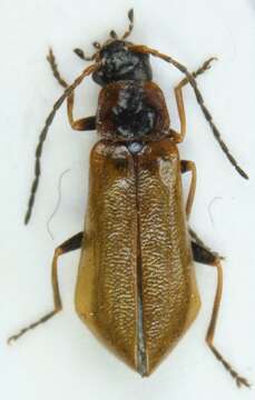 Image of <i>Rhagonycha nigriventris</i>