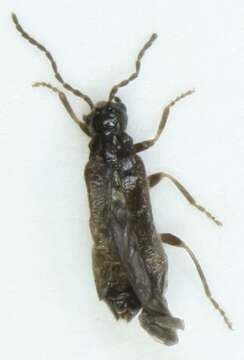 صورة <i>Malthodes brevicollis</i>