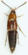 Image of Ischnosoma longicorne (Mäklin 1847)