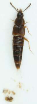 Image of Oxypoda (Podoxya) brevicornis (Stephens 1832)