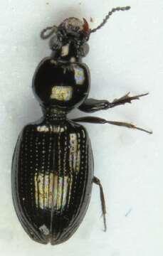 Dyschirius (Dyschiriodes) tristis Stephens 1827 resmi