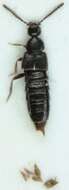 Image of Atheta (Trochanterella) cribripennis Sahlberg & J. 1890