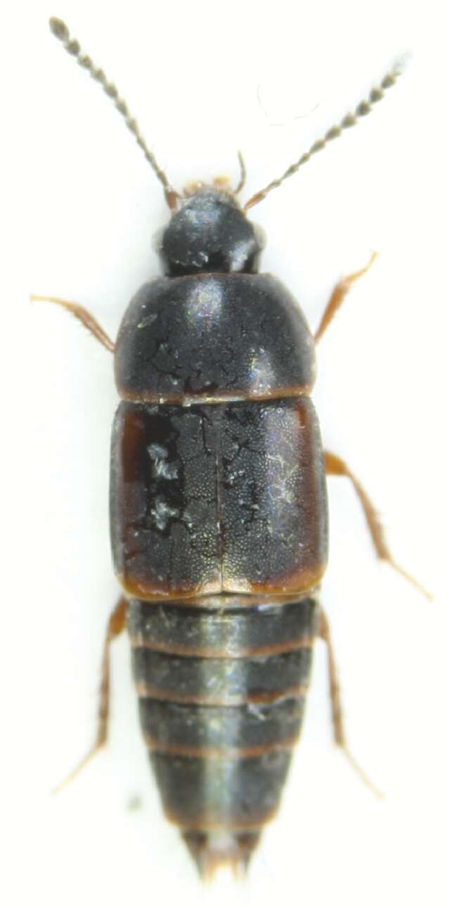 Image of Tachinus (Tachinus) laticollis Gravenhorst 1802