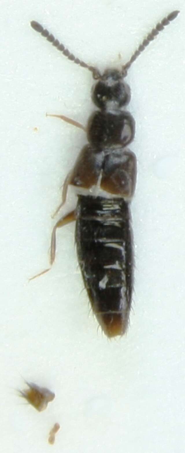 Image of Atheta (Badura) macrocera (Thomson & C. G. 1856)