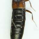 Image of Aleochara (Coprochara) brundini Bernhauer 1936