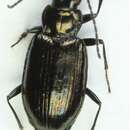 Sivun Bembidion (Blepharoplataphus) virens Gyllenhal 1827 kuva