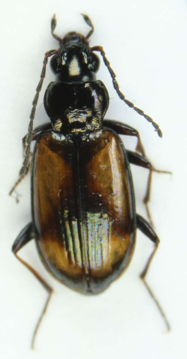 صورة Bembidion (Peryphus) femoratum Sturm 1825