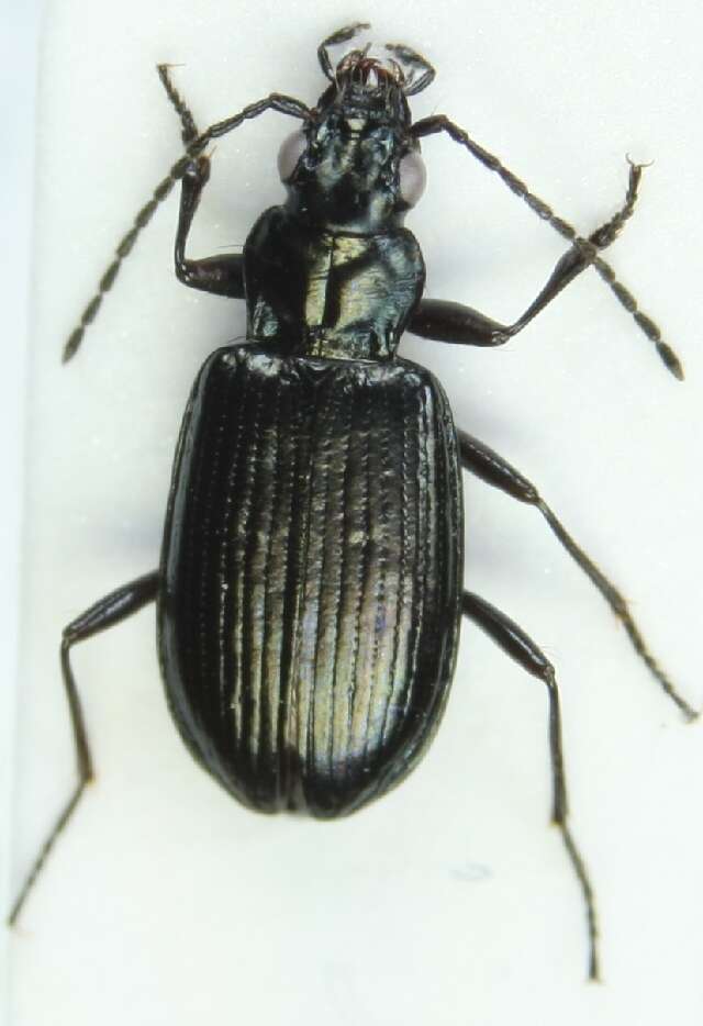 Bembidion (Blepharoplataphus) hastii C. R. Sahlberg 1827的圖片