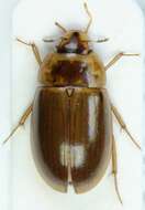 Sivun Enochrus (Lumetus) bicolor (Fabricius 1792) kuva