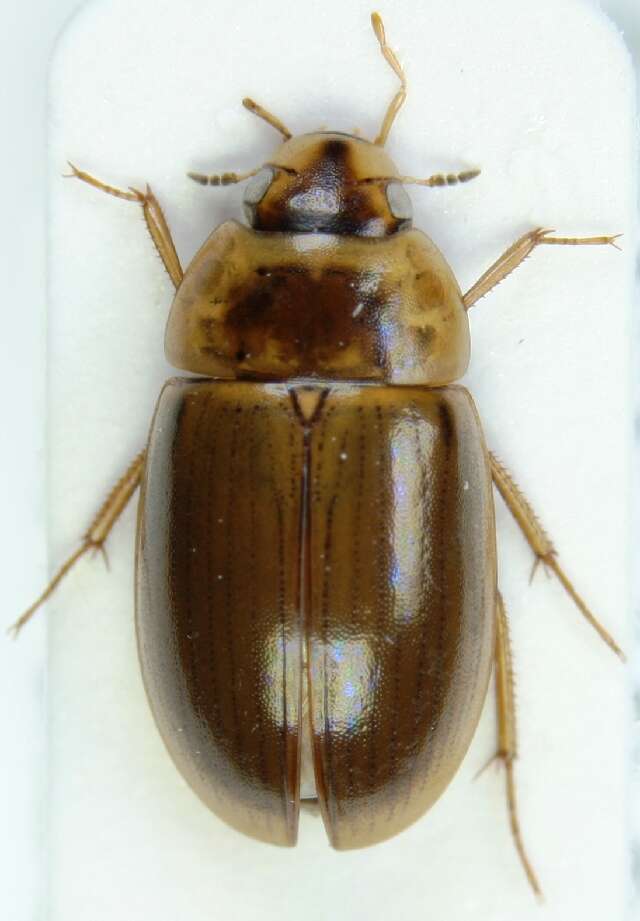 Sivun Enochrus (Lumetus) bicolor (Fabricius 1792) kuva