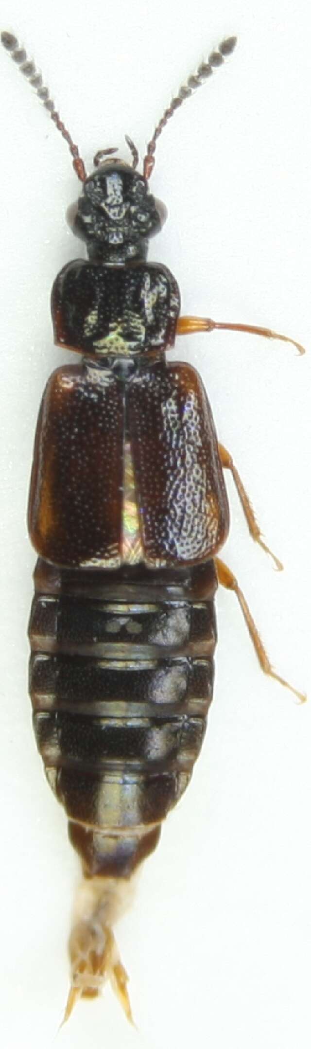 Image of Ocillate rove beetle