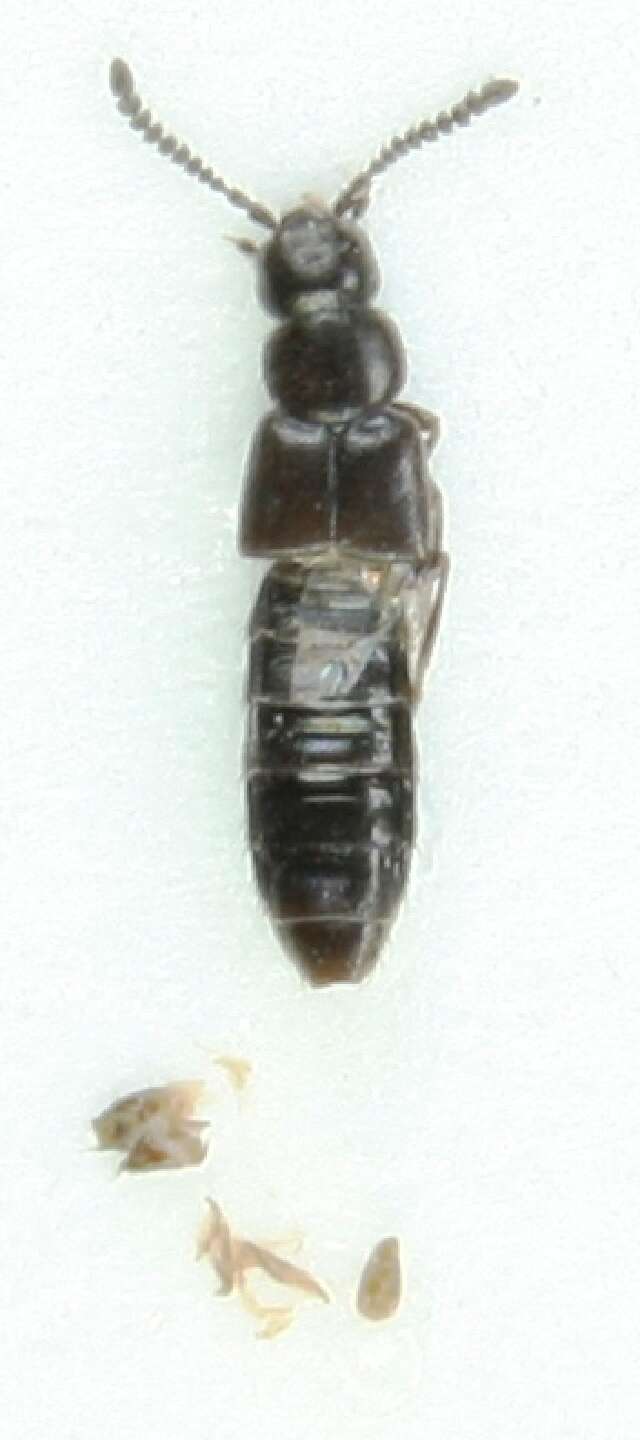 Image of Atheta (Microdota) excelsa Bernhauer 1911