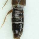Image of Atheta (Traumoecia) taxiceroides Münster 1932