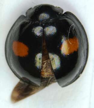 Imagem de <i>Chilocorus renipustulatus</i>