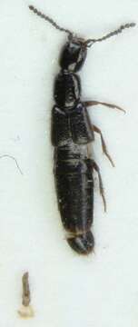 Image of Gabrius appendiculatus Sharp 1910