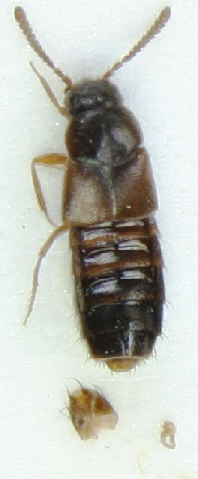 Image of <i>Atheta myrmecobia</i>