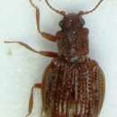 Image of <i>Stephostethus rugicollis</i>