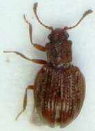 صورة <i>Stephostethus rugicollis</i>