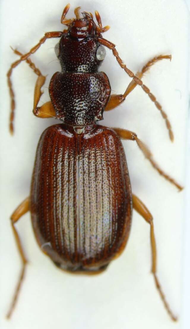 Image of Cymindis (Tarulus) vaporariorum (Linnaeus 1758)