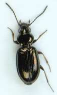 Bembidion (Metallina) properans (Stephens 1828) resmi