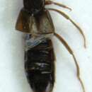 Image of Aloconota (Aloconota) insecta (Thomson & C. G. 1856)
