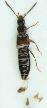 Image of Aloconota (Aloconota) insecta (Thomson & C. G. 1856)