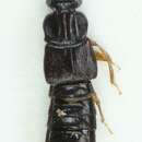 Image of Rove beetle