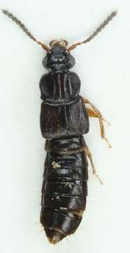 Image of Rove beetle