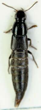 Image of Large rove beetle