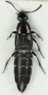 Image of Rove beetle