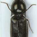 Image of <i>Orithales serraticornis</i>