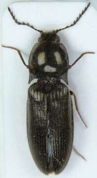 Image de <i>Orithales serraticornis</i>