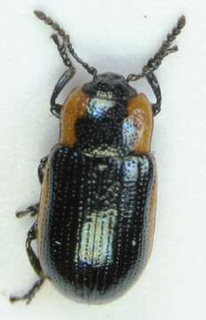 Image of Prasocuris marginella