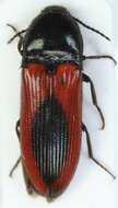 صورة <i>Ampedus sanguinolentus</i>