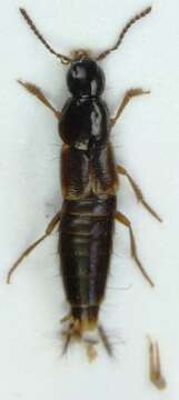 Image of Quedius (Raphirus) limbatus (Heer 1839)