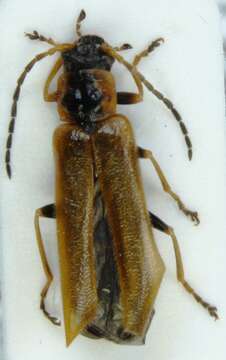 Image of <i>Rhagonycha nigriventris</i>