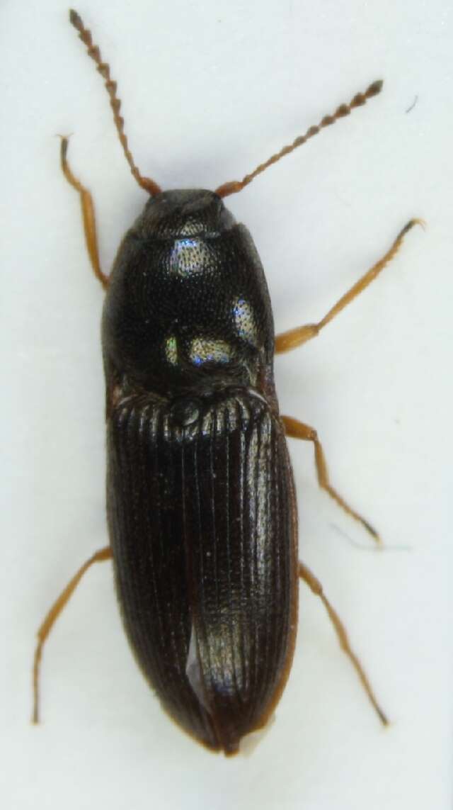 صورة <i>Hypnoidus rivularius</i>