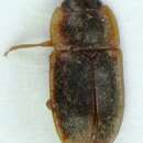 Image of <i>Epuraea pygmaea</i>