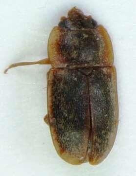 Image of <i>Epuraea pygmaea</i>