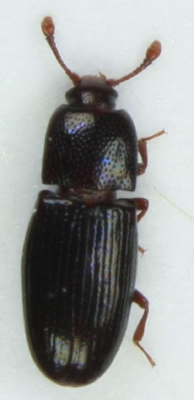 Image of <i>Cerylon histeroides</i>