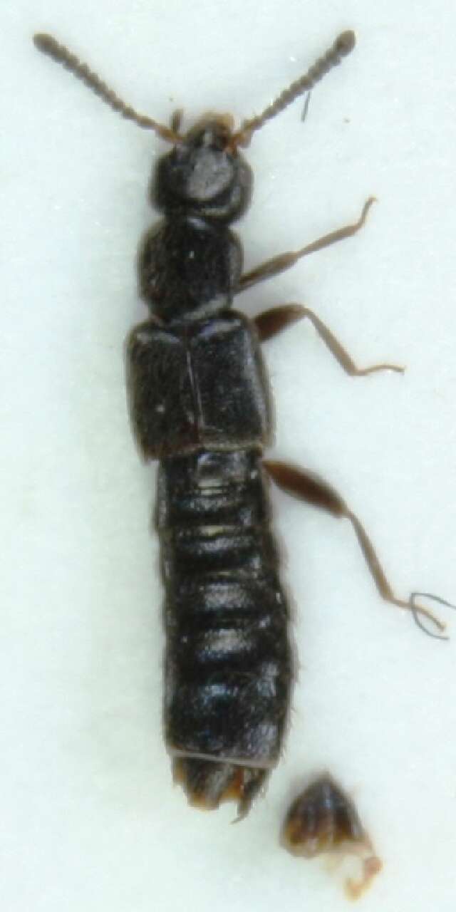 Image of Phloeopora concolor (Kraatz 1856)