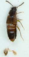 Image of Staph beetle