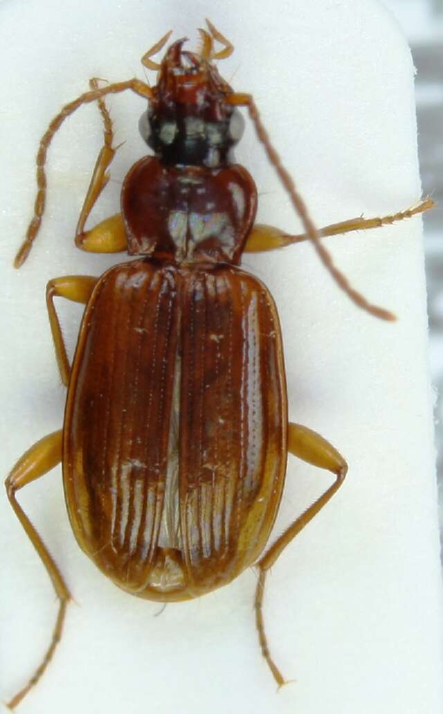 Image of Carabidae