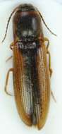 صورة <i>Dalopius marginatus</i>